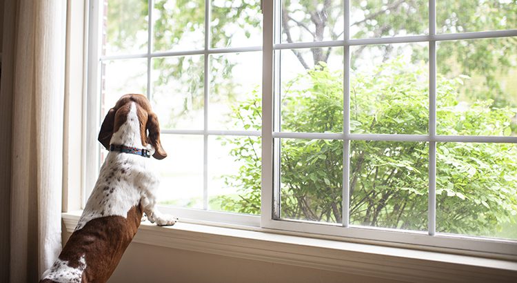 Basset hound dog staring out the window waiting at home
